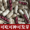 Popular 2023 New Red-Skinned Peanuts, Raw Peanuts, Shelled Sun-Dried Fresh Red-Skinned Roasted Peanuts, New