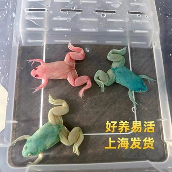 Ornamental Fish Live Frog Fish Tropical Fish Cold Water Fish Color Doll Fish Chocolate Baby Fish Tools Fish