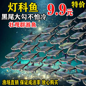 Black-Tailed Big Hook Fish Group Swimming Fish Grass Tank Small Tropical Fish Fry Ornamental Fish Tropical Fish Lamp Fish Goldfish Fish Tank