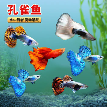 Ice blue Guppy live anchovy viviparous fish tropical ornamental fish wholesale all red Big Ear bluegrass tail sky blue