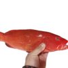 Fresh Frozen Red Snapper from Dongshan Island, Fujian, Direct Source Seafood