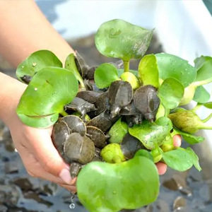 0.05-0.15kg Live Turtle Hatchlings from Outdoor Ponds, Ecologically Raised Turtle Hatchlings, Available Now, Turtle Hatchlings, Ecologically Raised Chinese Turtles