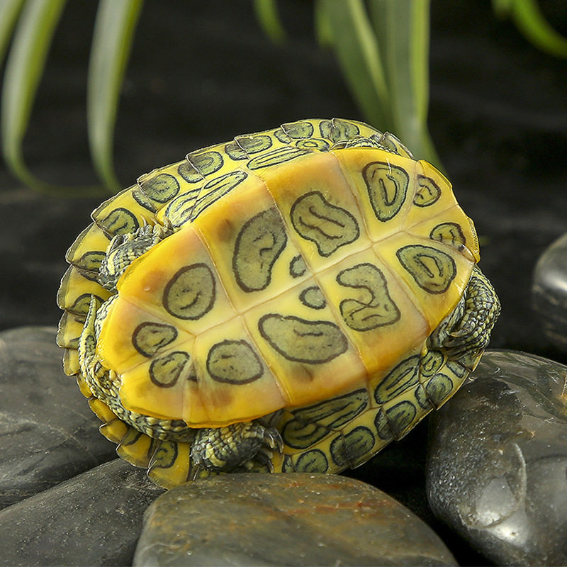 乌龟活物巴西龟活体长寿观赏龟红耳彩龟情侣宠物龟外塘水龟小龟,淘宝优惠券,粉丝福利购,淘宝优惠卷