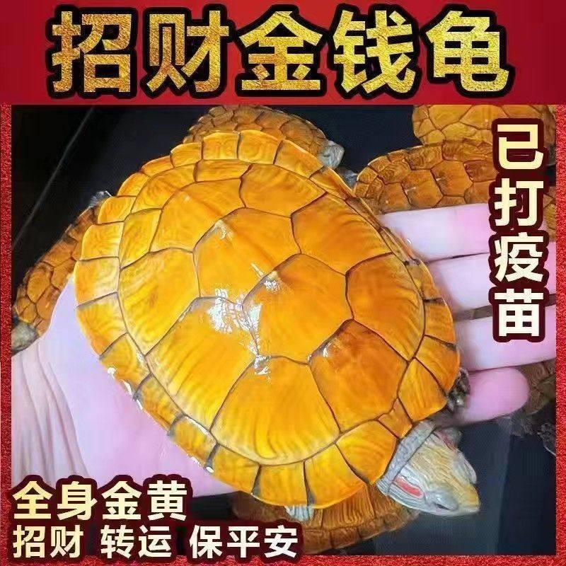 金钱龟黄金招财小乌龟风水镇宅龟观赏龟宠物龟活体乌龟巴西龟活物,淘宝优惠券,粉丝福利购,淘宝优惠卷