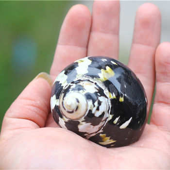 Black King Kong Snail Hermit Crab Replacement Shell Specimen Snail Natural Conch Shell 8cm Large Conch Flower Black and White Conch