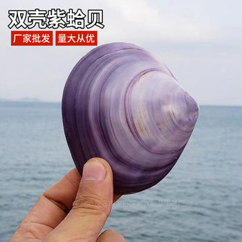 Natural Shell Indonesian Double Shell Purple Clam Creative Gift Birthday Gift Rare Specimen Collection Home Decoration Ornaments