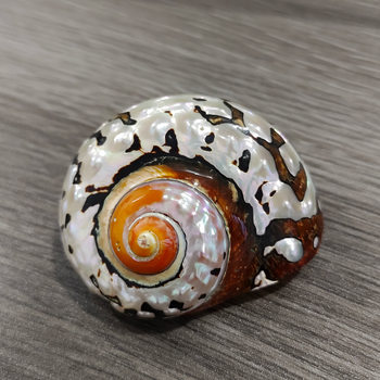 Natural Shells, Conches, South African Conch Essence Polished Rare Collection Specimens, Home Decoration Ornaments, Travel Souvenirs