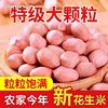 Seasonal Fresh Peanuts on Sale, Freshly Shelled New Peanuts, New Stock with Skin, Fresh Large Kernels, Oil Extraction, White Packaging, Free Shipping