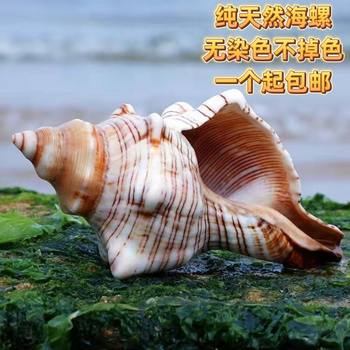 Natural Conch Shell White Thousand-Hand Snail Home Furnishings Fish Tank Landscaping Aquarium Decorative Shell