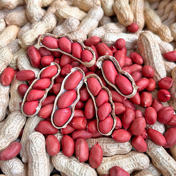 Red-Skinned Peanuts from New Farms, Fresh Four-Kernel Red Peanuts, Naturally Sun-Dried, Shell-Less Red Peanuts, Farm-Produced