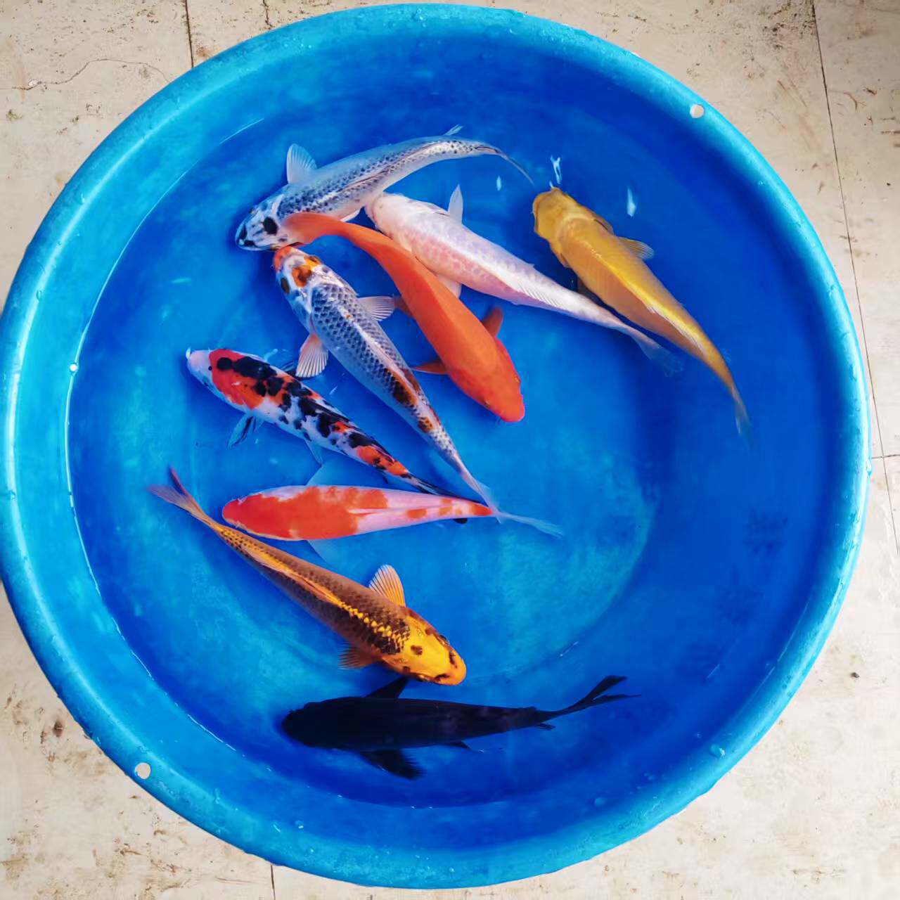 Koi Fish Live Fish Ornamental Fish Purebred Large Red and White Cold Water Fresh Water Easy to Raise and Live Goldfish Red Carp Small Fry