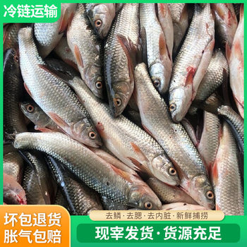 Freshwater Fish, Live Fish, Cold Chain Delivery, Fresh Frozen, Household Commercial Edible Fish, Chilled Frozen Fish