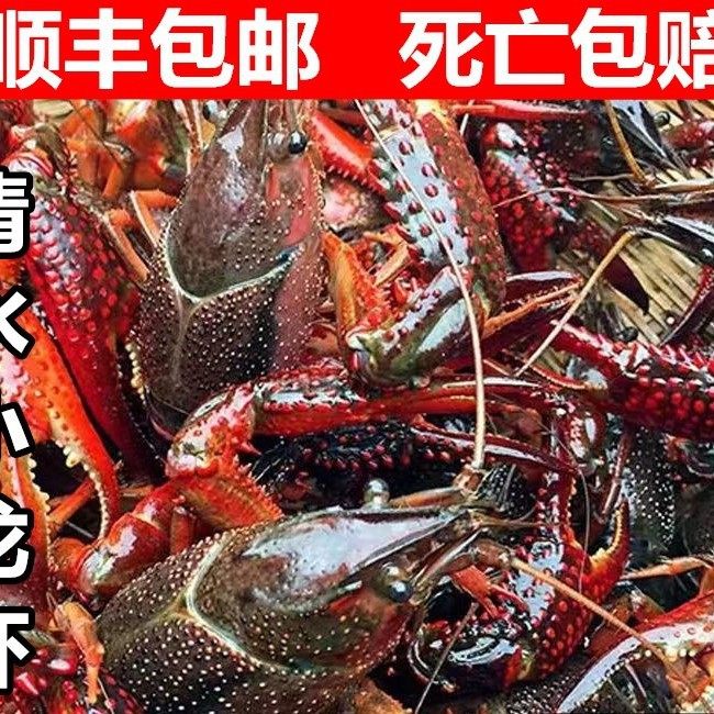 Fresh Crayfish Aquatic Products 5 Pounds 567 Yuan Huaian Jinhu Clear Water Live Shrimp Rice Field Freshwater Shrimp Extra Large Lobster Seafood