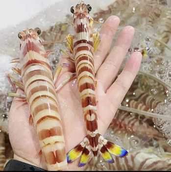 303 Wholesale Prawns, Nine-Section Prawns, Sea-Caught Large Prawns, Fresh Frozen Fresh Seafood Prawns, Commercial Large Prawns