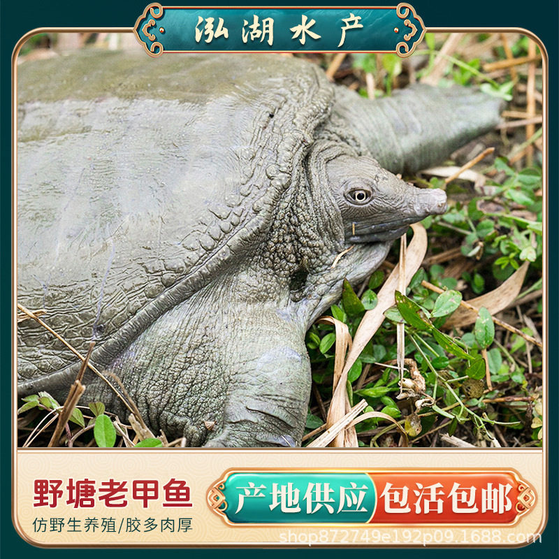 Wild-Raised Soft-Shell Turtle Soup Ingredients for over Four Years Old, Fresh and Nutritious