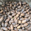 [Ms. Lin] Fresh Pecans from Yunnan Plateau (with Green Skin Removed) 0.5kg / 1.0kg / 1.5kg Packs