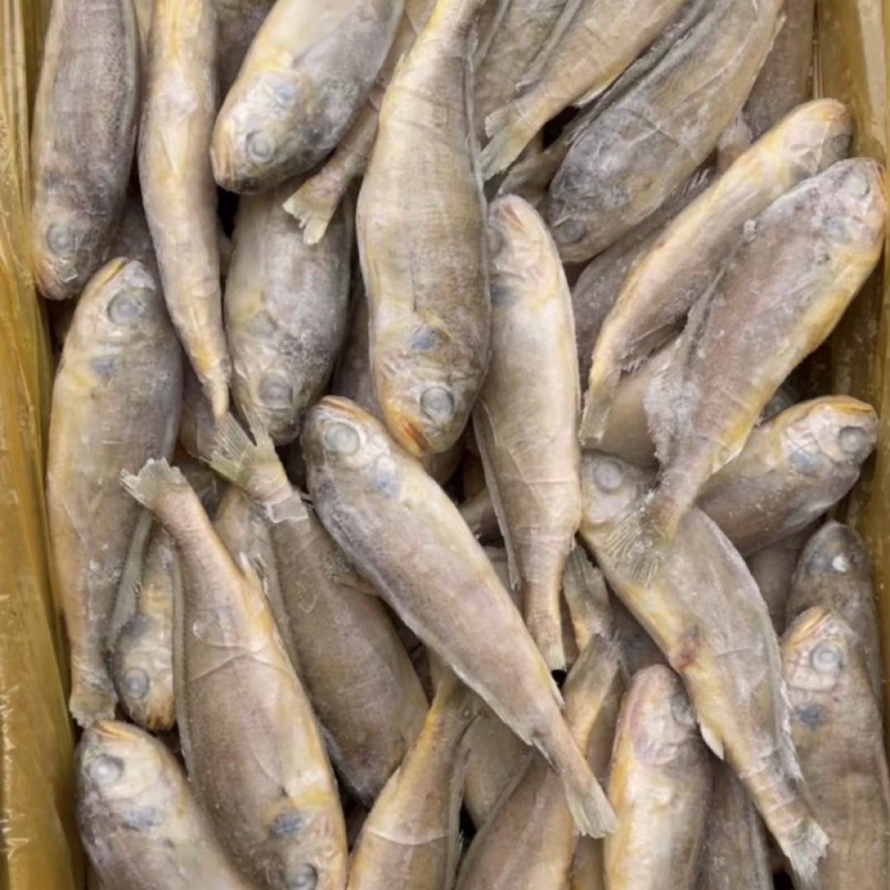 Frozen Yellow Croaker from the East China Sea, Small Yellow Croaker, Single-Frozen, Whole Box, Net Weight 6kg Grams, Defrosted 4kg Grams, for Barbecue, Commercial Wholesale
