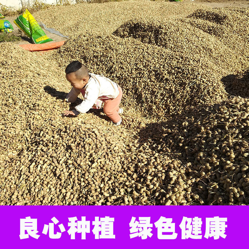 Popular 2023 New Red-Skinned Peanuts, Raw Peanuts, Shelled Sun-Dried Fresh Red-Skinned Roasted Peanuts, New