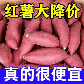Chestnut Honey Sweet Potato Fresh Sandy Honey Sweet Potato Sweet Potato Honey Wholesale 2.5kg