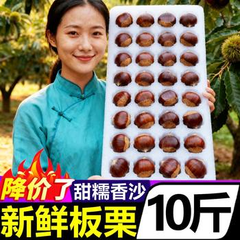 2025 Dandong Fresh Chestnuts Wholesale 5kg Qianmao Chestnuts Official Flagship Store Seasonal Vegetables Oil Cone