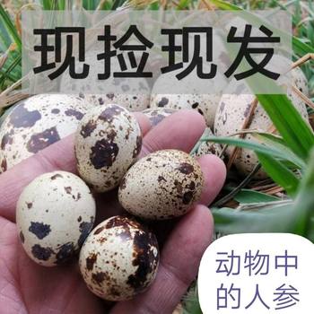 Quail Eggs 200/Piece Farm Grains Fed Fresh Raw Fresh Eggs 50 Pieces 100 Pieces