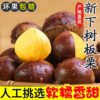 Fresh and Tender Chestnuts, Seasonal Farm Non-Chestnut New Cone Chestnuts, Wild Hairy Chestnuts, Raw Fresh Small Oil 2025