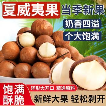 Creamy Macadamia Nuts, Large-Sized Nuts, Snacks, Dried Fruits, Inquire for Free Fruit Opener