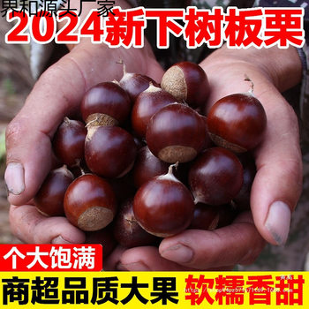 2024 Dandong Fresh Chestnuts Raw 2.5kg Whole Box Chestnuts Seasonal Oil Chestnuts Shelled Cone Vegetables Whole Box Free Shipping 9