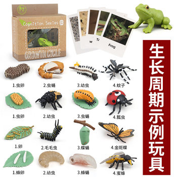 Cross-border Children's Toy Model Frog Turtle Chicken Insect Animal Plant Growth Cycle Montessori Kindergarten Teaching Aids