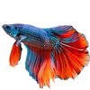 Thai Fighting Fish Live Fish Fighting Fish Wholesale Ornamental Fish Half-Moon Big-Eared General Lion Horse Candy Half-Moon Fighting Fish Stall