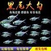 Black-Tailed Big Hook Fish Group Swimming Fish Tank Freshwater Ornamental Fish Tropical Fish Small Light Fish Easy to Raise