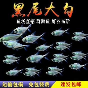 Black-Tailed Big Hook Fish Group Swimming Fish Tank Freshwater Ornamental Fish Tropical Fish Small Light Fish Easy to Raise