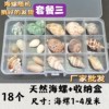 Natural Shell Conch Popular Science Material Specimen Snail Storage Set Gift Box Kindergarten Marine Life Collection