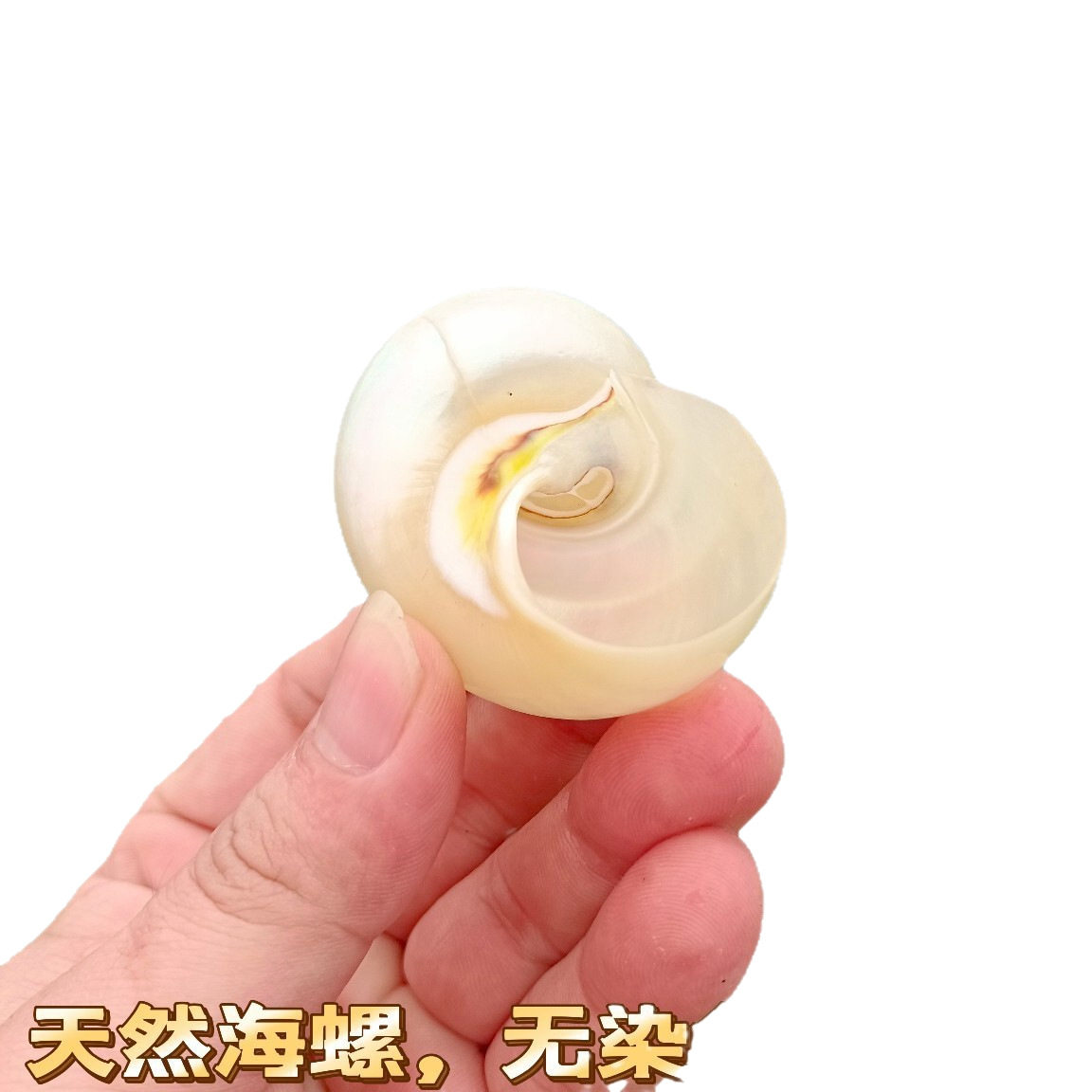 Hermit Crab Replacement Pet Shell Large Diameter Seaside Shell Decorative Shell Snail Mini small size Large Powder Mouth Free Shipping