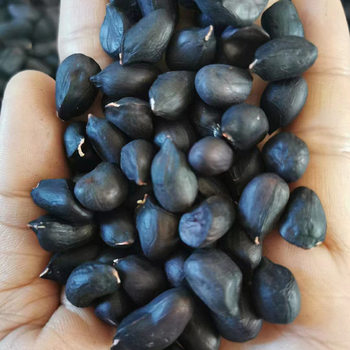New Selenium-Rich Black Peanuts Sun-Dried Original Small Black-Skinned Peanut Kernels Yunnan Pu'Er Black Peanut Kernels