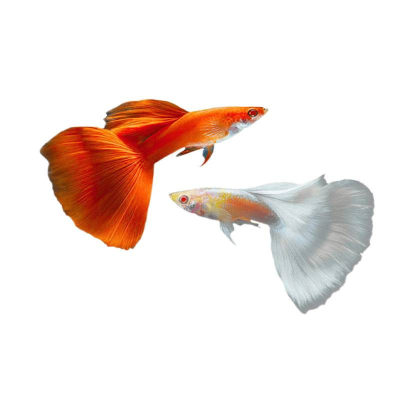 Guppy Fish Boutique Small Fish Tank Ornamental Fish Easy to Raise and Durable Tropical Fish Live Fish Sky Blue Small Fry