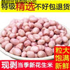 Raw Peanuts Wholesale, Freshly Peeled Peanuts, New Arrival, Powdered Rice, No Shell, Oil Extraction, White Sand Peanut Kernels