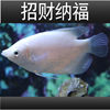 Feng Shui Fortune Fish Fry Warship Warship Fish Black-Eyed White Fortune Large Tropical Ornamental Fish Arowana with Fish