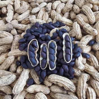 New Black Peanuts with Shells, Naturally Sun-Dried Black Skin Peanuts, Black Peanut Kernels Wholesale 5 Pounds 0.5kg Pack