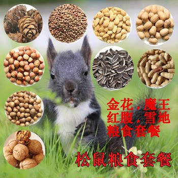 Demon King Snow Golden Flower Squirrel Main Food Self-matching Food Main Food Feed Nut Hazelnut Pine Nut Supplies