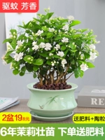 Жасмин горшечный цветочный растение Внутреннее анти -москитовое репеллент