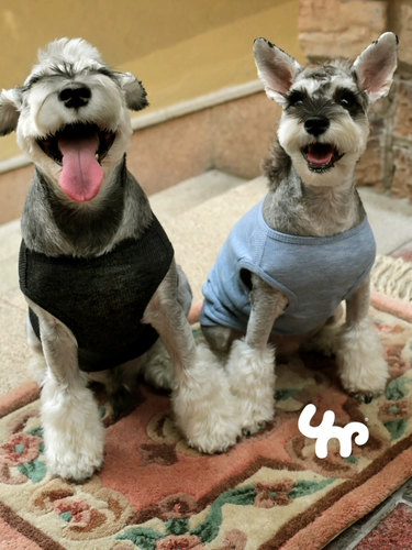 Сокровища Pet Dog Clothing Трехно -росковая дополнительная минималистская жилетка тонкая хлопчатобумажная куртка дышащая и удобная четыре сезона