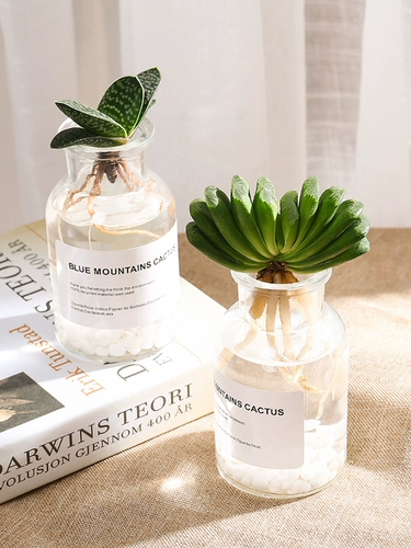 Плохое гидропонная нефритовая бутылка завода Небольшой горшечный зеленый завод бутик редкие сорта Комбинация дорогих мясных комнат