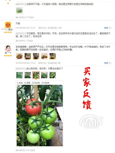 Семена семян семян томатов 普 Miao Plaonus помидоры четыре сезона овощи, саженцы саженцев с фруктами, саженцы рапса