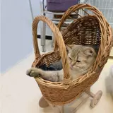 Коляска, игрушечная машина, домик, игрушка, детская кукла, фотография, Южная Корея