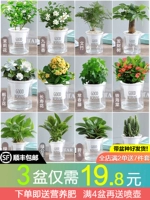 Зеленая посадка горшечная цветочная комната хорошо подходит для поднятия офиса дерева, висящая орхидея цветочная цветочная цвета