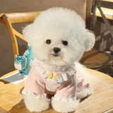 Четвероногий защитник живота, одежда для собак, бишон-фризе, померанский шпиц, йоркширская маленькая собака, Тедди, обертка для живота