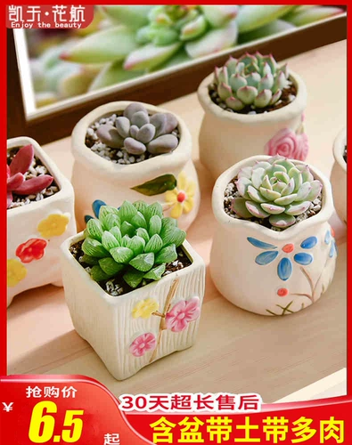 Сочные растения комбинированные растения, посадка с мясом, супер милый, сочный внутренний цветочный полисмальный горшок, бесплатная судоходство специальное зазор
