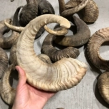 Сырье из рогов овец возрастом более десяти лет, роговой порошок, может использоваться в качестве лекарственных материалов, а также в качестве соскребающих досок, расчесок, роговых бус и т. д.