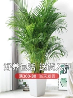 Sanjie Aoi Plant Living Room Приземляется крупные зеленые растения в крылох